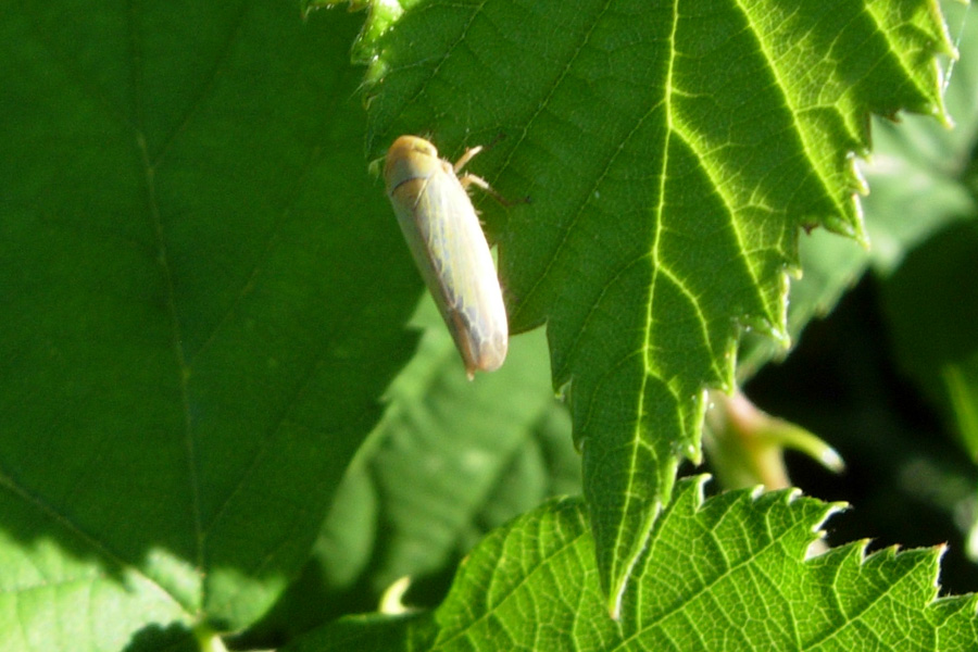 Cicadellidae, Issidae, Aphrophoridae .....